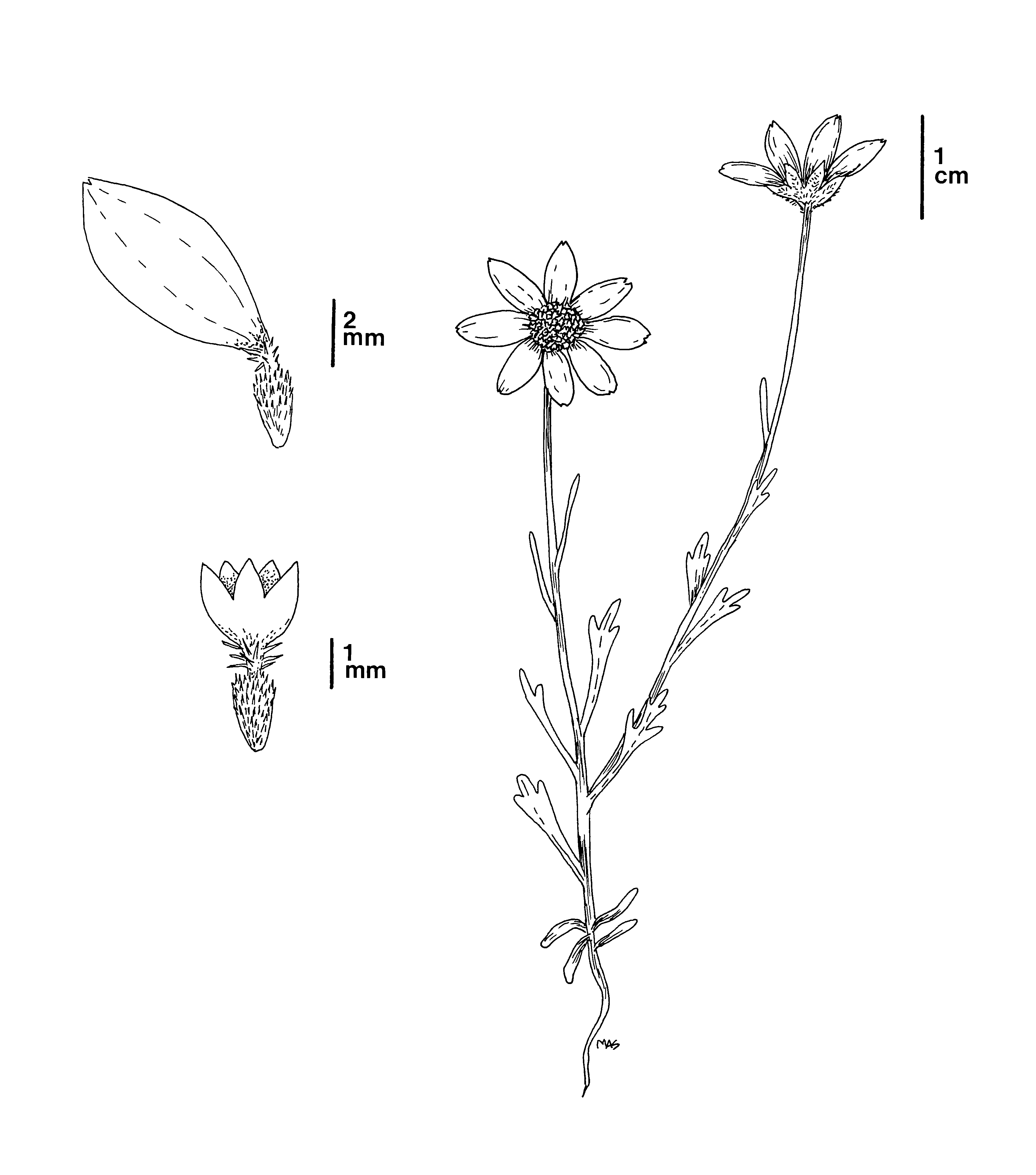 A black and white line-drawing illustration showing a plant with two flower heads and leaves with small lobes. The illustration also includes enlarged drawings of a disk flower and a ray flower - link opens in new window